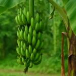 Banana benefits
